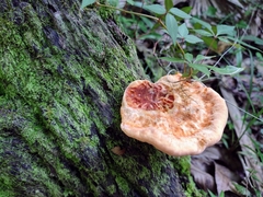 Piptoporellus soloniensis