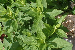 Kuschelina gibbitarsa