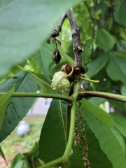 Phylloxera spinosa