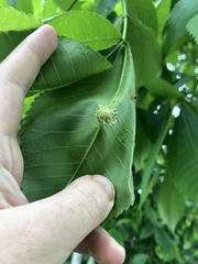 Phylloxera spinosa
