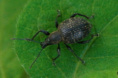 Otiorhynchus armadillo