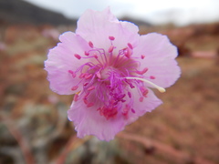 Cistanthe guadalupensis
