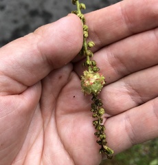 Phylloxera spinosa