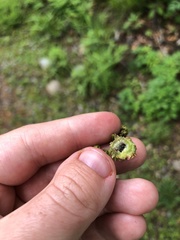 Phylloxera spinosa