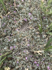 Astragalus tridactylicus