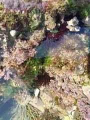 Paracentrotus lividus