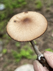 Psathyrella subpurpurea