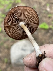 Psathyrella subpurpurea