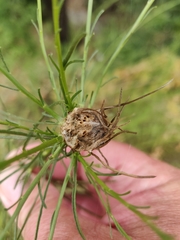 Rhopalomyia erigerontis