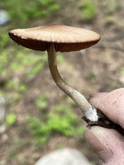 Psathyrella subpurpurea