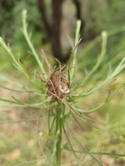 Rhopalomyia erigerontis