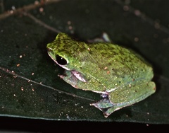 African Tree Toad photo 2