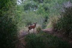 Nesotragus moschatus