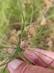 Rhopalomyia erigerontis