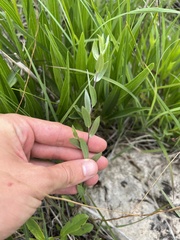 Symphyotrichum sericeum