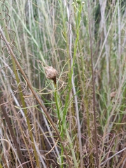 Rhopalomyia erigerontis