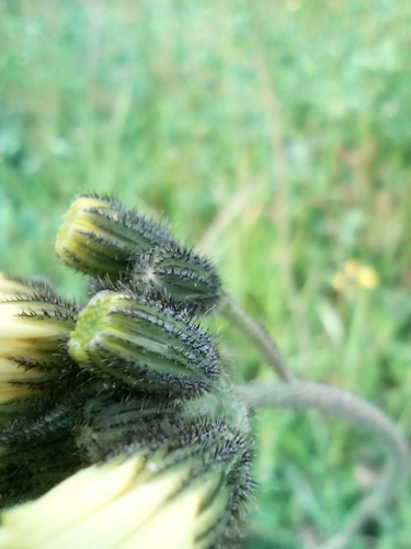 Image of Pilosella glomerata by (c) Vladimír Fuka, some rights reserved (CC BY)