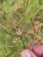 Rhopalomyia erigerontis