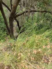 Rhopalomyia erigerontis