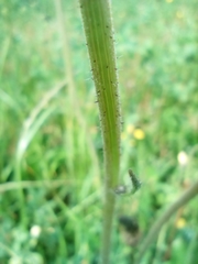 Pilosella glomerata