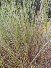 Rhopalomyia erigerontis