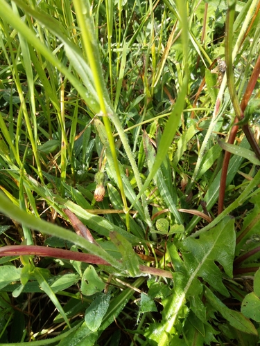 Image of Pilosella glomerata by (c) Vladimír Fuka, some rights reserved (CC BY)