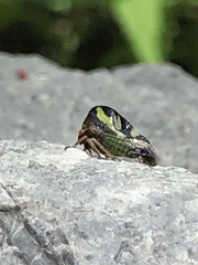 Smilia camelus