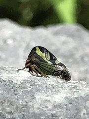 Smilia camelus