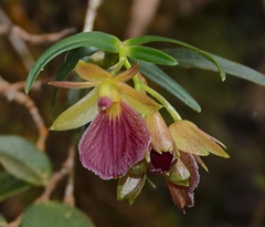 Epidendrum cleistocoleum