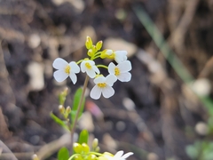 Arabidopsis halleri