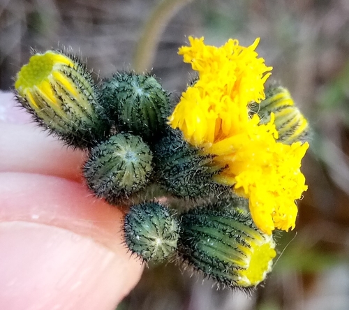 Image of Pilosella glomerata by (c) Vladimír Fuka, some rights reserved (CC BY)