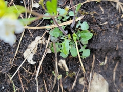 Arabidopsis halleri