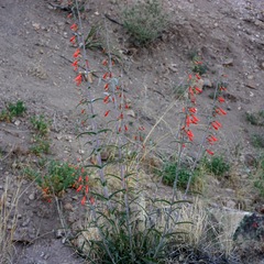 Penstemon barbatus torreyi