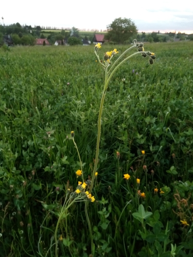 Image of Pilosella glomerata by (c) Vladimír Fuka, some rights reserved (CC BY)