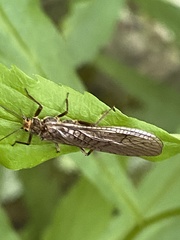 Peltoperlidae
