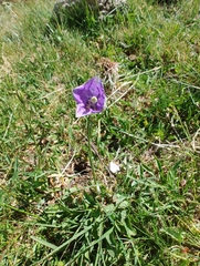 Campanula herminii