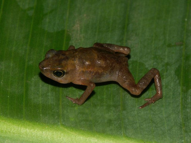 Four-digit Toads