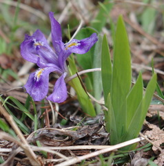 Iris lacustris