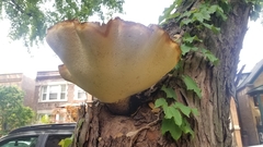 Cerioporus squamosus