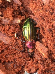 Carabus auronitens festivus
