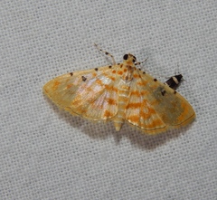Notarcha quaternalis