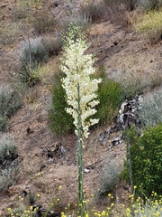 Hesperoyucca