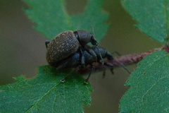Otiorhynchus armadillo