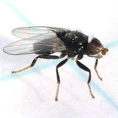 Chaetochlorops inquilinus