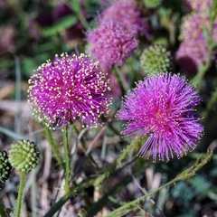 Mimosa rupertiana