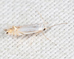 Phyllonorycter quercialbella