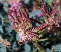 Mimosa rupertiana