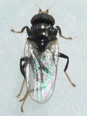 Chaetochlorops inquilinus