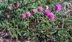 Mimosa rupertiana