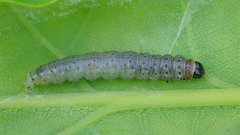 Choristoneura hebenstreitella